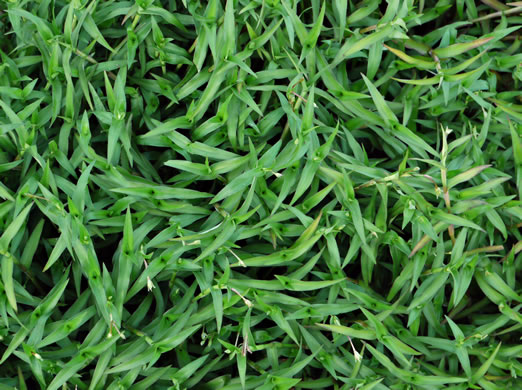 image of Murdannia keisak, Murdannia, Asian Spiderwort, Marsh Dewflower, Wart-removing Herb