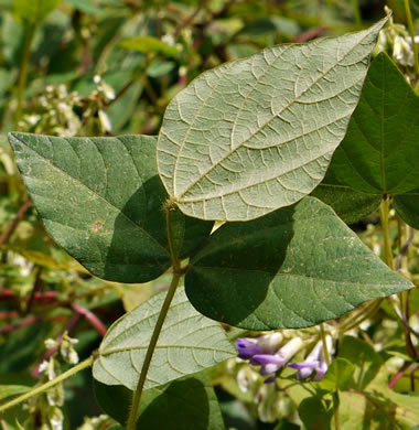 image of Amphicarpaea bracteata +, American Hog-peanut