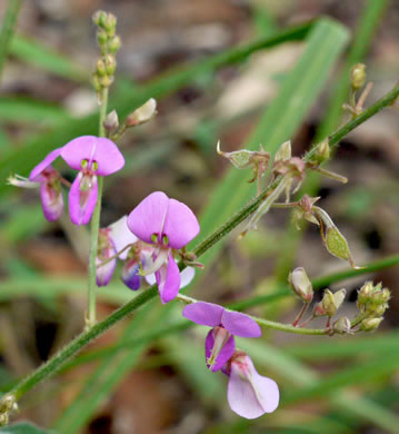 Desmodium nuttallii, Nuttall's Tick-trefoil