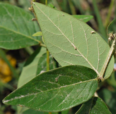 Desmodium nuttallii, Nuttall's Tick-trefoil