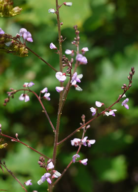 image of Desmodium ciliare, Hairy Small-leaf Tick-trefoil, Littleleaf Tick-trefoil