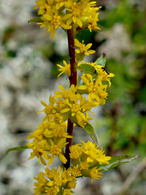 image of Solidago roanensis, Roan Mountain Goldenrod