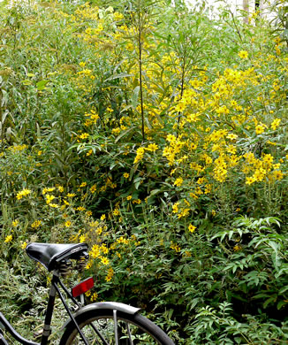 image of Bidens polylepis, Ditch Daisy, Bearded Beggarticks, Midwestern Tickseed-sunflower, Tickseed Sunflower