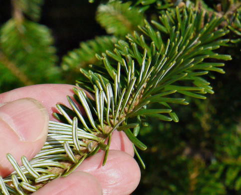 Abies fraseri, Fraser Fir, She Balsam, Southern Balsam