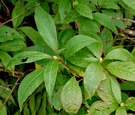 image of Rhododendron vaseyi, Pinkshell Azalea