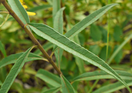 image of Helianthus giganteus, Tall Sunflower, Swamp Sunflower, Tuberous Sunflower, Giant Sunflower