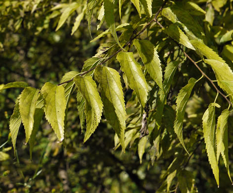 image of Celtis smallii, Small's Hackberry