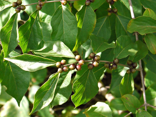 image of Lonicera maackii, Amur Bush-honeysuckle, Amur Honeysuckle