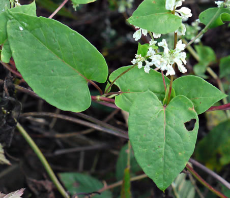 image of Fallopia scandens, Common Climbing Buckwheat