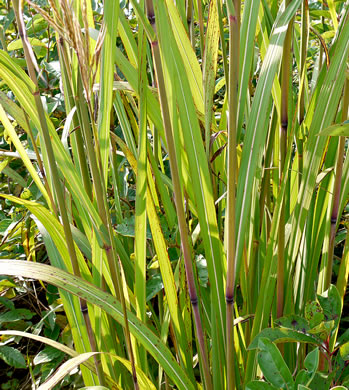 image of Erianthus contortus, Bent-awn Plumegrass