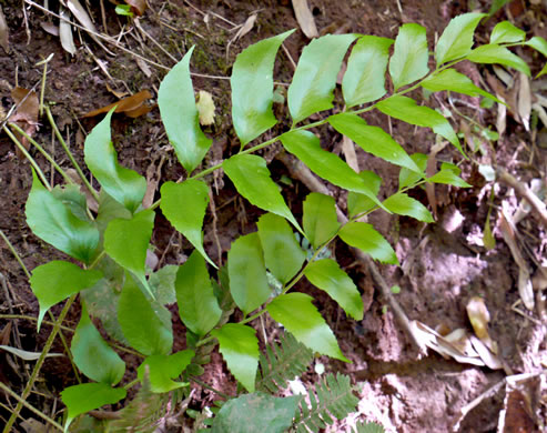 image of Cyrtomium falcatum, Japanese Holly-fern, Asian Net-veined Holly Fern