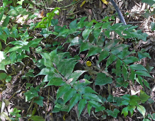 image of Cyrtomium falcatum, Japanese Holly-fern, Asian Net-veined Holly Fern