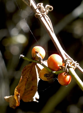 image of Smilax walteri, Coral Greenbrier, Red-berried Swamp Smilax