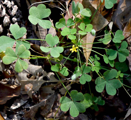 image of Oxalis corniculata, Creeping Lady's-sorrel