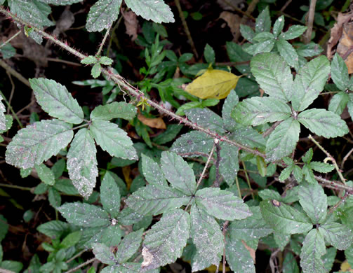 image of Rubus trivialis, Southern Dewberry, Coastal Plain Dewberry