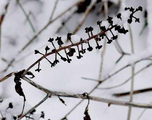 image of Phytolacca americana, Common Pokeweed, Poke