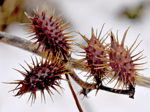 image of Xanthium chinense, Common Cocklebur