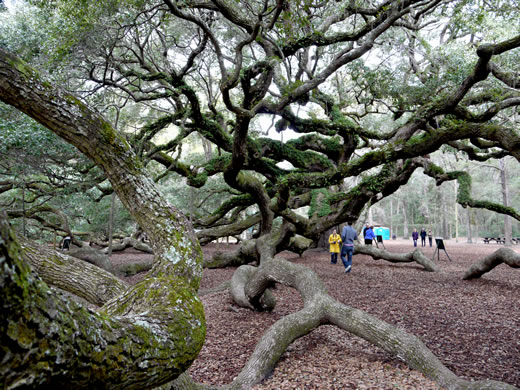 image of Quercus virginiana, Live Oak, Southern Live Oak