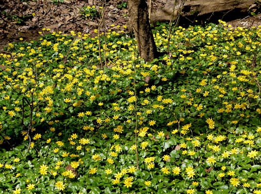 image of Ficaria verna ssp. verna, Fig Buttercup, Lesser Celandine, Pilewort