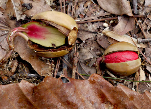 image of Quercus montana, Rock Chestnut Oak, Mountain Oak, Tanbark Oak