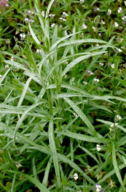 image of Cyanus segetum, Bachelor's Buttons, Cornflower