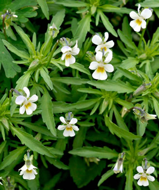 image of Viola arvensis, European Field Pansy