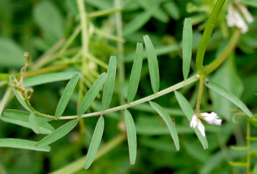 Vicia hirsuta, Tiny Vetch, Hairy Tare