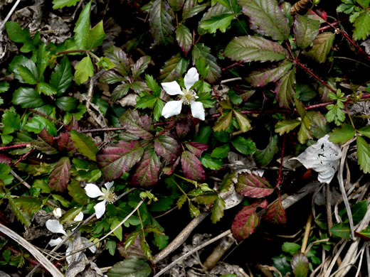 image of Rubus trivialis, Southern Dewberry, Coastal Plain Dewberry