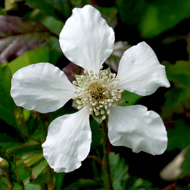 Rubus trivialis, Southern Dewberry, Coastal Plain Dewberry