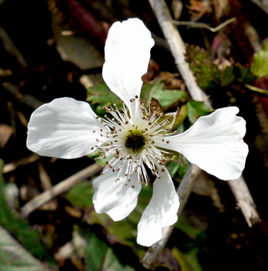 image of Rubus trivialis, Southern Dewberry, Coastal Plain Dewberry