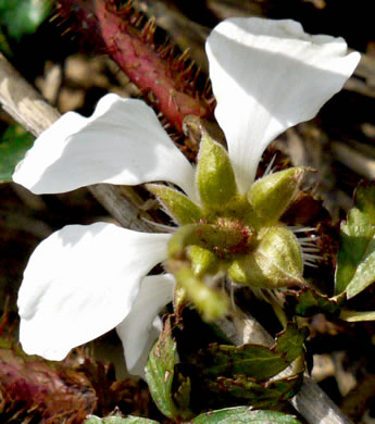 Rubus trivialis, Southern Dewberry, Coastal Plain Dewberry