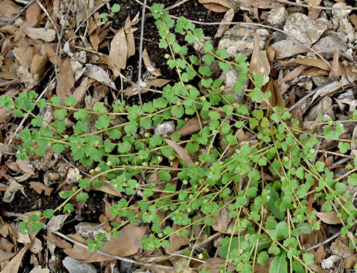 image of Veronica hederifolia, Ivyleaf Speedwell