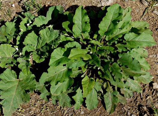 image of Arctium minus, Lesser Burdock, Common Burdock