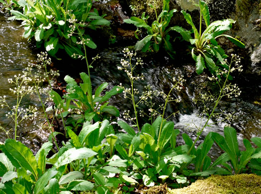 image of Micranthes micranthidifolia, Brook Lettuce, Mountain Lettuce, Branch Lettuce, Lettuceleaf Saxifrage