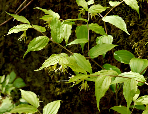 image of Prosartes lanuginosa, Yellow Mandarin, Yellow Fairybells