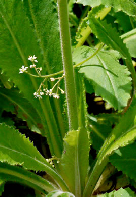 image of Micranthes micranthidifolia, Brook Lettuce, Mountain Lettuce, Branch Lettuce, Lettuceleaf Saxifrage