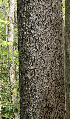 image of Prunus serotina var. serotina, Black Cherry, Eastern Wild Black Cherry, Bird Cherry