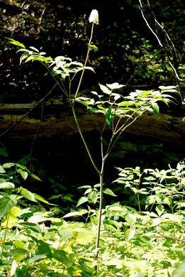 Actaea pachypoda, Doll's-eyes, White Baneberry, White Cohosh