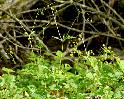 image of Geum vernum, Spring Avens, Heartleaf Avens