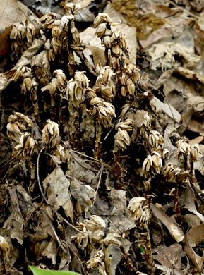 image of Monotropsis odorata, Appalachian Pygmy Pipes, Sweet Pinesap