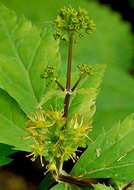 image of Sanicula odorata, Clustered Snakeroot, Clustered Sanicle, Yellow-flowered Snakeroot, Fragrant Snakeroot