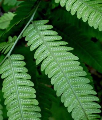 image of Dryopteris goldieana, Goldie's Woodfern