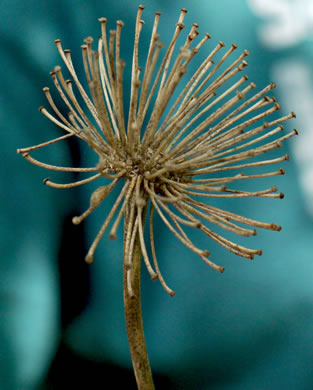 image of Smilax herbacea, Common Carrionflower, Smooth Carrionflower