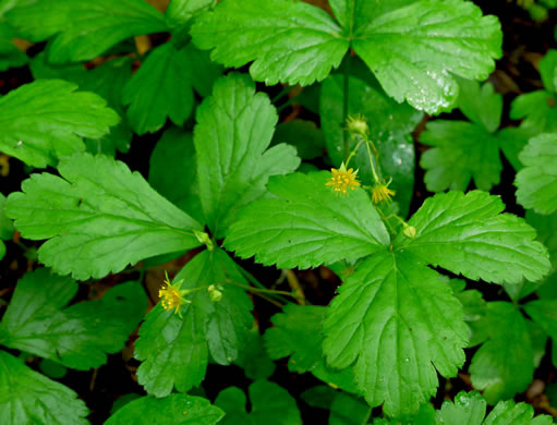 image of Waldsteinia doniana, Southern Barren Stawberry