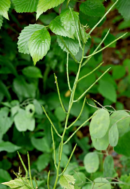 image of Alliaria petiolata, Garlic Mustard, Hedge Garlic