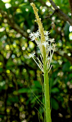 image of Xerophyllum asphodeloides, Eastern Turkeybeard, Beargrass, Mountain-asphodel