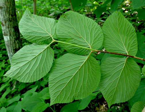 image of Viburnum lantanoides, Witch Hobble, Moosewood, Hobblebush, Tangle-legs