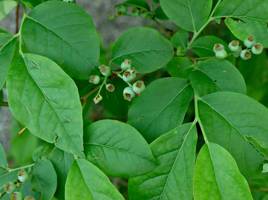 image of Vaccinium corymbosum, Smooth Highbush Blueberry, Northern Highbush Blueberry