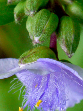 image of Tradescantia subaspera, Zigzag Spiderwort, Wide-leaved Spiderwort