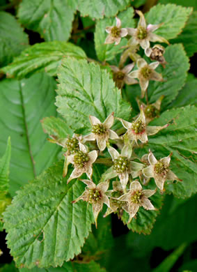 image of Rubus allegheniensis var. allegheniensis, Allegheny Blackberry